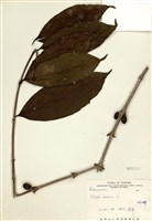 藏品(咖啡樹)的圖片